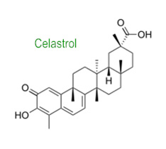 celastrol